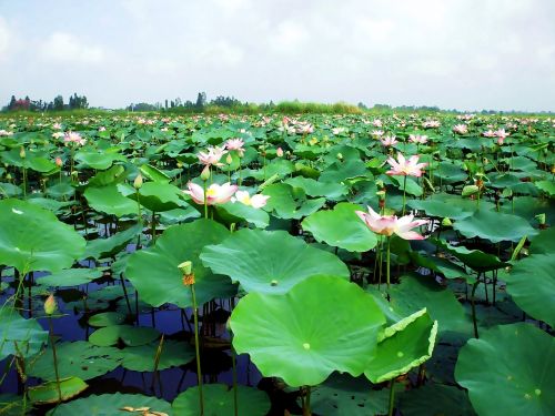 Tvenkinys, Vandens Lelija, Gėlė, Vietnamas, Didžiuliai Žalios Spalvos, Dideli Lapai, Gamta
