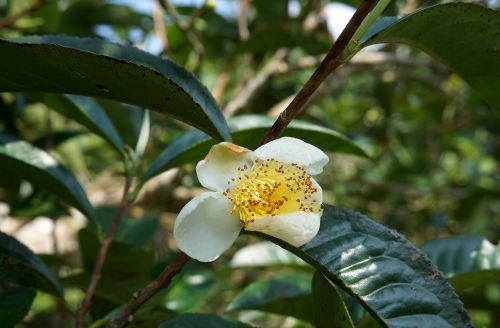 Gėlių Arbata, Žaliosios Arbatos Lapai, Vietnamas, Baltos Gėlės