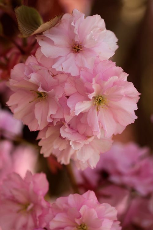 Gėlių Medis,  Japonų Vyšnios,  Rožinis,  Pavasaris