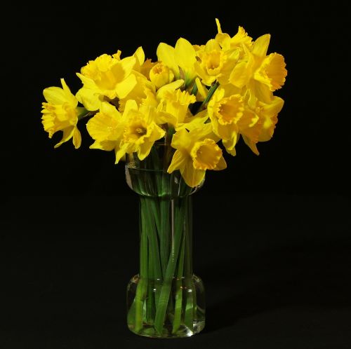 Gėlių Vaza, Narcizai, Jonquil, Narcizas, Puokštė, Pavasario Gėlės, Geltona, Amaryllidoideae, Gėlių Kompozicija
