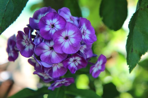 Žydėjimo,  Violetinė Gėlė,  Vasaros Gėlės,  Botanika