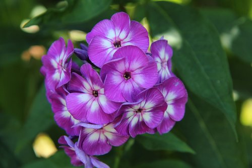 Žydėjimo,  Violetinė Gėlė,  Vasaros Gėlės,  Botanika