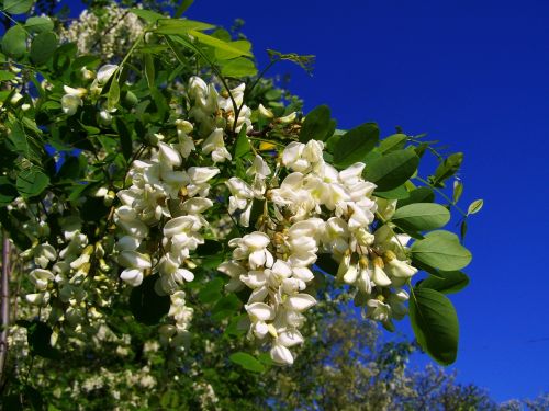Žydintis Acacia, Robinia Pseudoacacia, Pavasaris