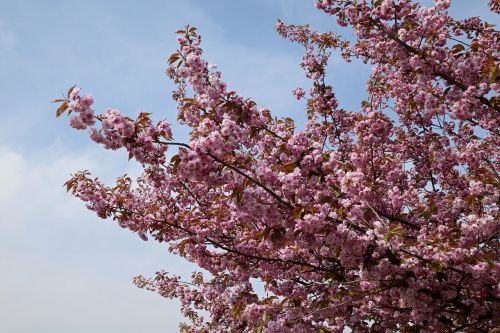 Žydinčios Šakos, Rožinės Gėlės, Gėlių Medis, Ornamentinis Vyšnia, Pavasaris