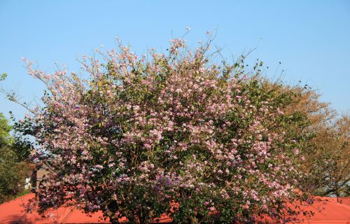 Medis,  Gėlės,  Rožinis,  Žydėjimo Kupranugario Pėdos