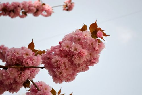 Žydinčios Vyšnios, Gėlė, Sakura
