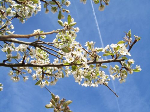 Žydintis Vyšnios Medis, Balta Gėlė, Pavasaris