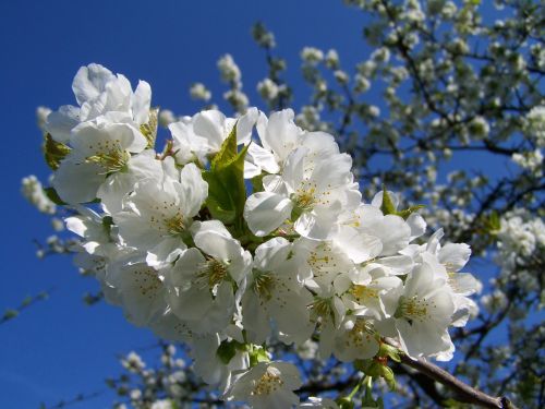 Žydintis Vyšnios Medis, Balta Gėlė, Vaismedis, Pavasaris
