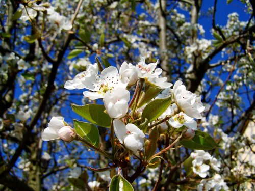 Žydėjimo Vyšnia,  Pavasaris,  Balta Gėlė