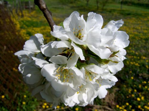 Žydintis Vyšnios Medis,  Balta Gėlė,  Vaismedis,  Pavasaris