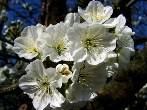 Žydintis Vyšnios Medis, Balta Gėlė, Pavasaris