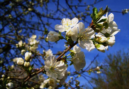 Žydintis Vyšnios Medis,  Mėlynas Dangus,  Pavasaris