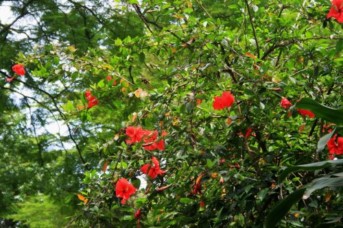Medis,  Gėlės,  Raudona,  Subtropinis,  Žydintis Hibiscus