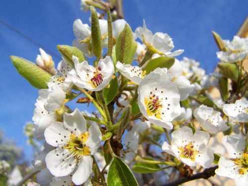 Žydėjimo Kriaušių Medis,  Balta Gėlė,  Vaismedis,  Pavasaris