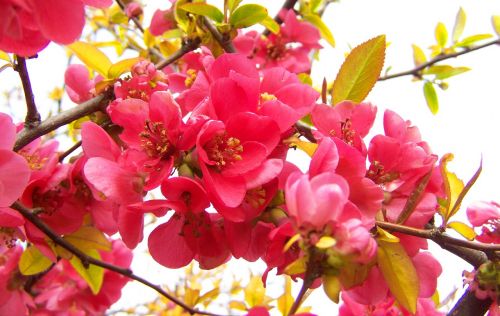Žydėjimo Kukūra Japonija,  Rožinės Pavasarinės Gėlės,  Krūmas