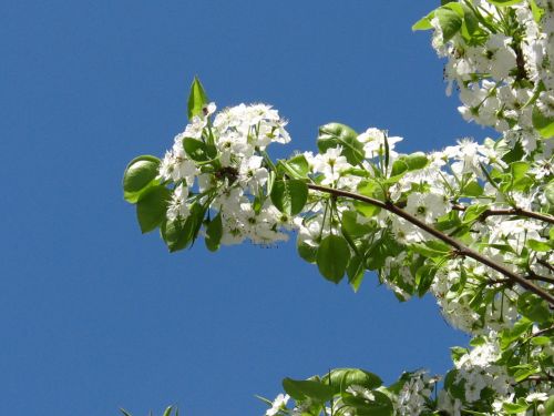 Pavasaris,  Žydėjimas,  Medis,  Gėlės,  Sezonai,  Balta,  Žydintis Medis