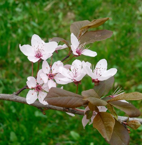 Žydėjimo Medį,  Pavasaris