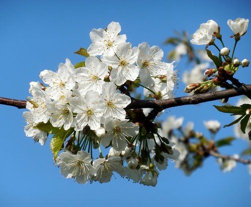 Žydėjimo Medį,  Baltos Gėlės,  Pavasaris
