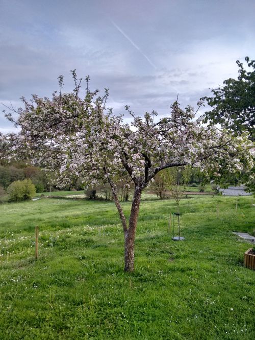 Žydintis Medis, Pavasaris, Manzano