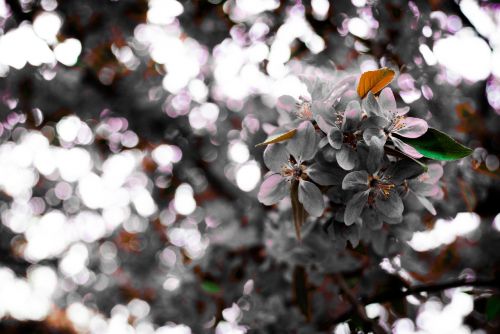 Gėlės, Salono Pavasaris, Juoda Ir Balta Žydėjimo Nuotrauka