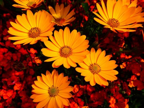 Gėlės, Vasaros Gėlės, Geltona Gėlė, Augalas, Gamta, Marigoldas