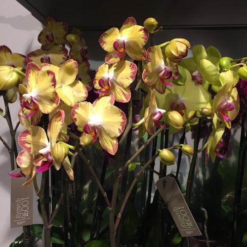 Gėlės, Orchidėjos, Geltona