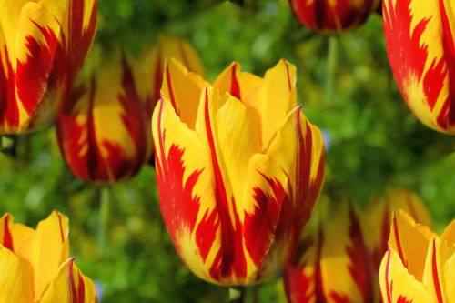 Gėlės, Tulpės, Holland, Spalvinga, Pavasaris, Ankstyvas Bloomer, Geltona