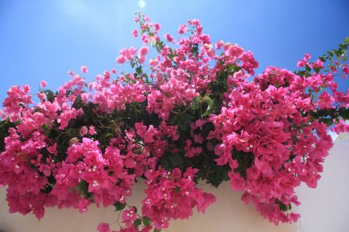 Gėlės, Bugenvilija, Rožinis, Žiedas, Flora, Dekoratyvinis, Graikų Sala, Santorini