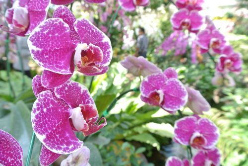 Gėlės, Orchidėja, Gamta, Rožinis, Violetinė, Augalas, Žydėti, Flora, Natūralus, Žiedas, Romantika, Purpurinės Gėlės, Tailandas