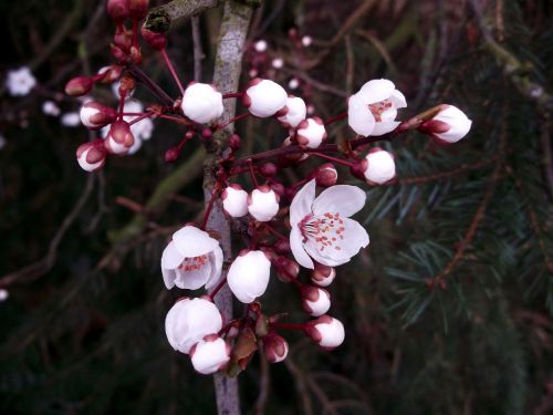 Japonų Vyšnių Žiedai, Rožinis, Pavasaris