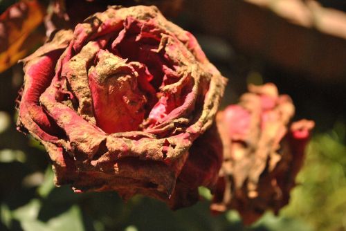 Sausos Rožės, Gėlės, Rosa, Raudonos Rožės