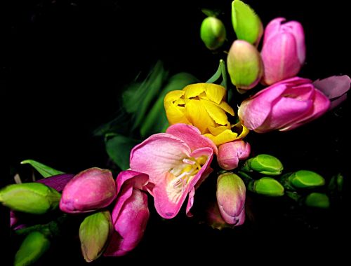 Gėlės, Tulpės, Motyvas, Puokštė, Ikebana, Spalva