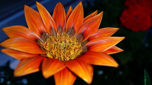 Gazania, Oranžinė Gėlė, Sodas, Augalai, Flora