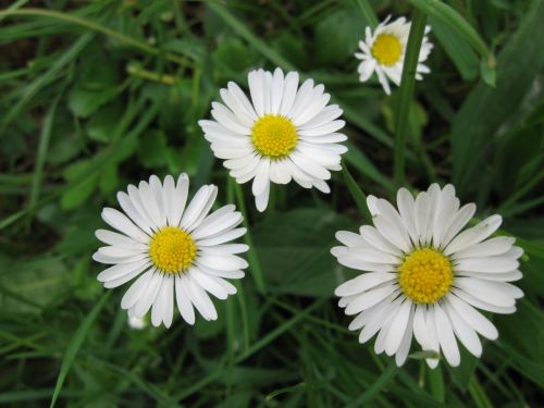 Gėlės, Daisy, Gamta
