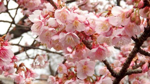 Ankstyvas Pavasaris, Gėlės, Rožinis, Sakura, Vyšnia, Rožinės Gėlės, Mediena
