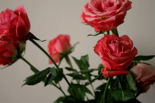 Gėlės, Rožė, Rožinis, Meilė, Romantika, Puokštė, Žiedas, Gamta, Jubiliejus