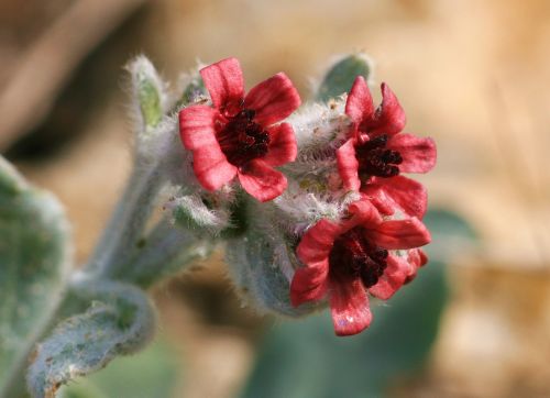 Pardoglossum Cheirifolium, Gėlės, Skrublendas, Laukiniai, Cynoglossum, Cheirifolio, Lapuočių Sijonai