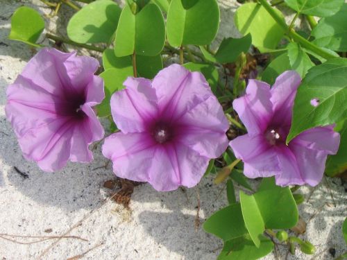 Getfotsipomea, Paplūdimio Gėlės, Ipomoea Pes-Caprae, Purpurinė Gėlė