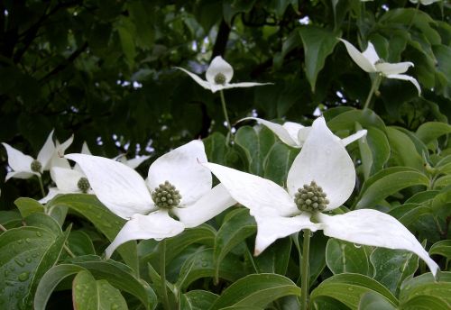 Žydėjimo Šukutė, Cornus Florida, Baltos Gėlės, Augalai, Natūralus, Flora