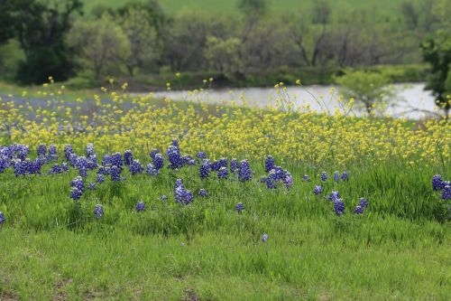 Gėlės, Laukinės Vasaros Spalvos, Texas, Pavasaris, Pavasaris, Geltonos Gėlės, Laukas, Tvenkinys, Kraštovaizdis