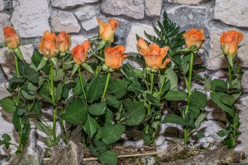 Rožės, Gėlės, Rosa Raudona, Akmeninė Siena