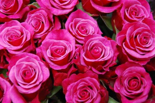 Gėlės, Rožės, Puokštė, Rožinis, Meilė, Vestuvės, Romantika, Valentine, Gėlių Puokštė, Iš Arti, Žiedas, Romantiškas, Moteriškas, Motinos Diena