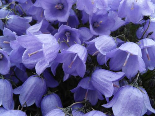 Skambučio Gėlės, Campanulaceae, Flora, Violetinė, Augalas