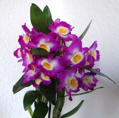 Gėlės, Orchidėjos, Violetinė, Dendrobium-Mobile