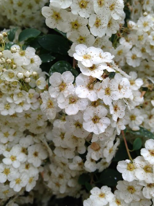 Gėlės, Balta, Pavasaris