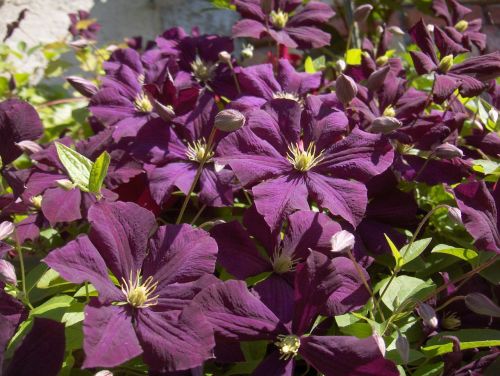 Gėlės, Clematis, Gamta, Violetinė