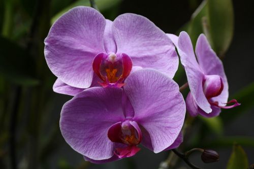 Gėlės, Laukinė Orchidėja, Dendrobiumas, Asija, Indonezija, Gamta