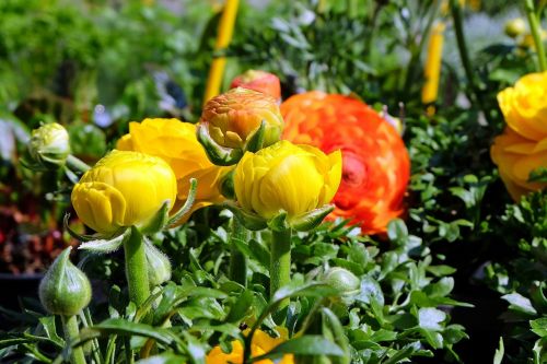 Gėlės, Ranunculus, Geltona, Oranžinė, Augalas, Pavasaris