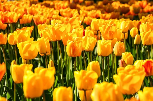 Gėlės, Geltona, Augalai, Tulpės, Holland