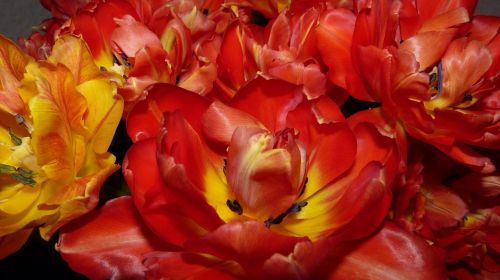 Gėlės, Tulpės, Raudona, Oranžinė, Pavasaris, Flora